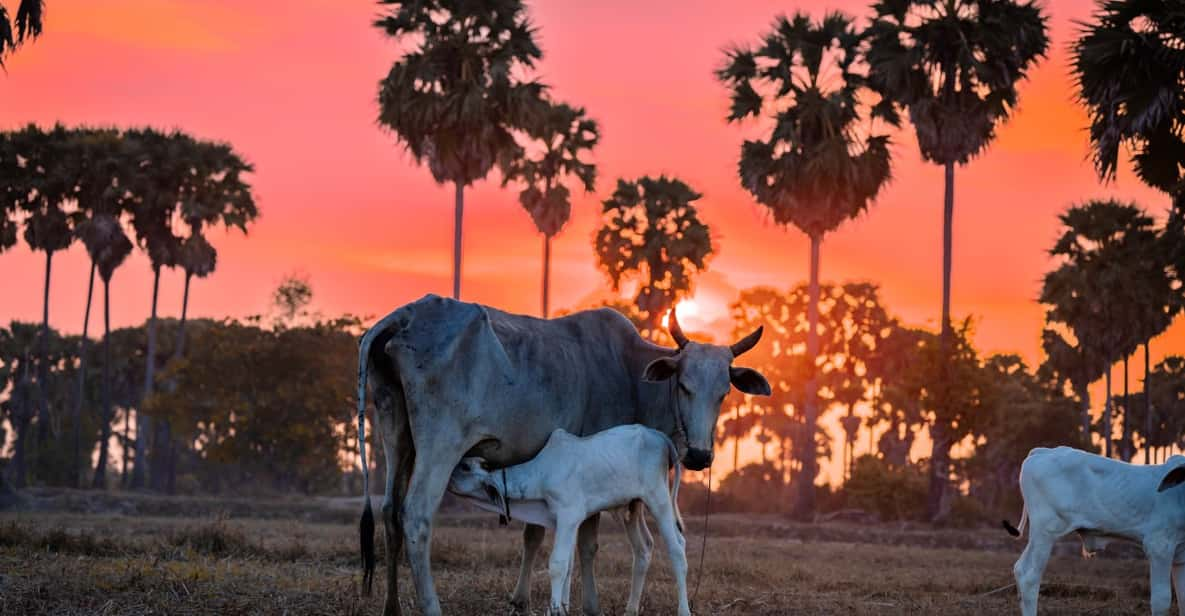 Authentic Siem Reap: Tuk Tuk Countryside and Sunset Tour - Local Market Experience