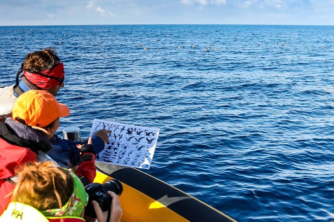 Azores Marine Birdwatching Expedition - Tour Highlights