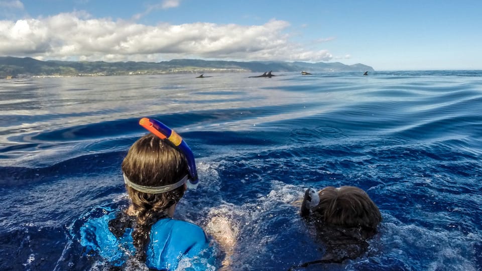 Azores: Swim With Dolphins Atlantic Experience - Key Points