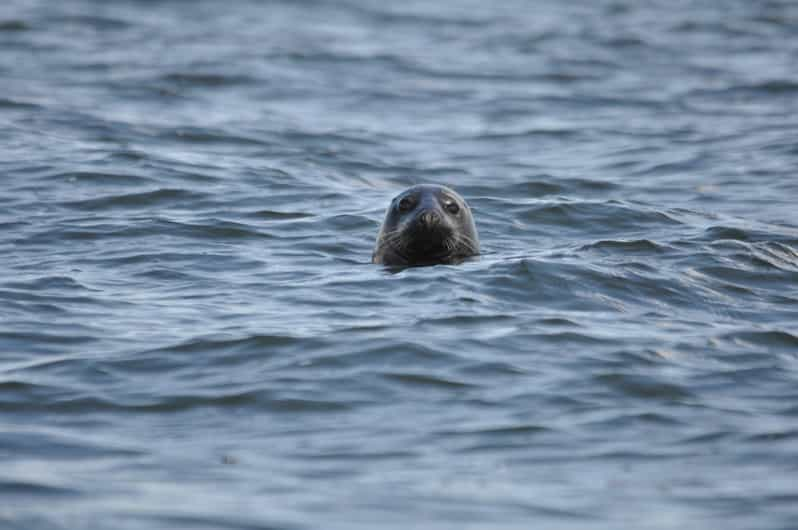 Baabe on Rügen: Seal-Spotting Cruise in the Baltic - Key Points