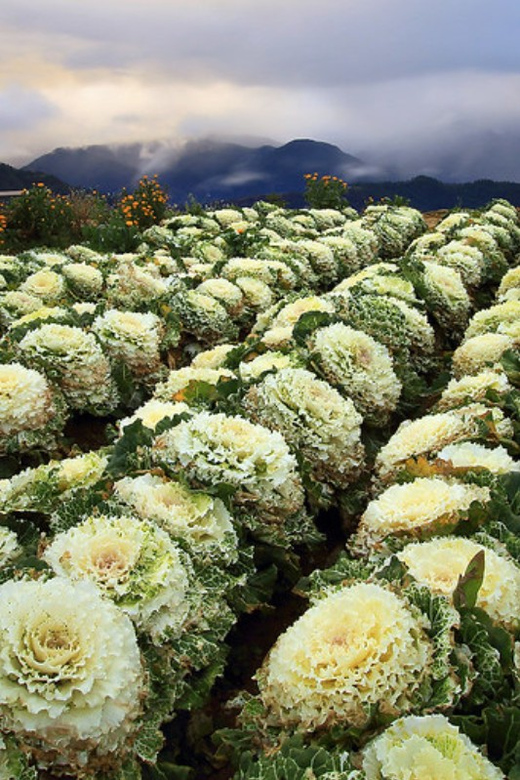 Baguio Atok Flower Blossoms (Private Tour) - Attractions