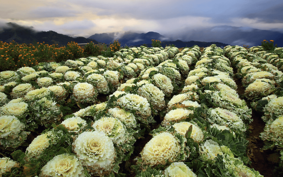 Baguio Atok Flower Blossoms (Private Tour) - Key Points