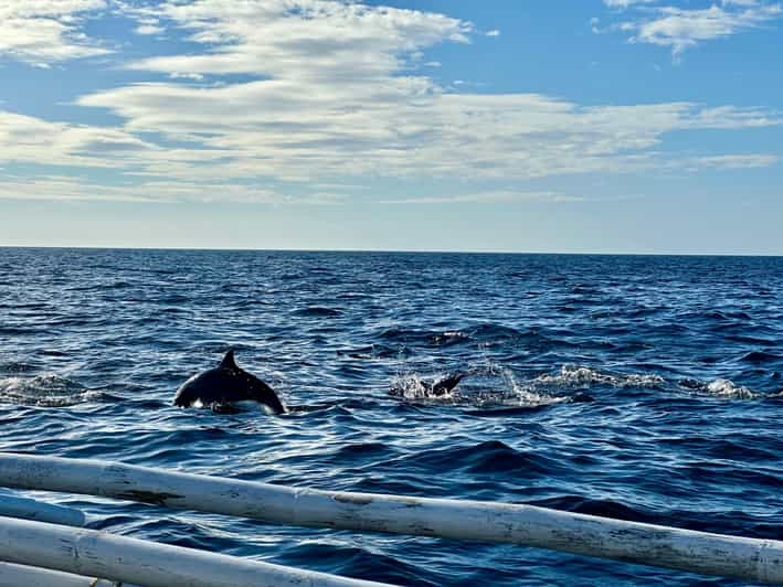 Balicasag Island Private Tour and Dolphin Watching - Key Points