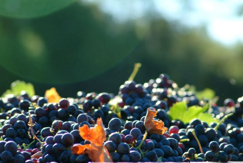 Bandol and Cassis: Full Day Wine Tour From Marseille - Key Points