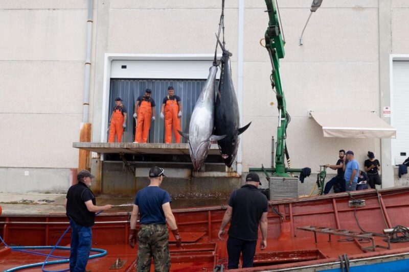Barbate: Boat Tour to the Almadraba of Conil (Tuna Fishing) - Key Points