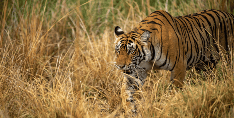 Bardia Tour-Tiger Safari in Nepal - Key Points