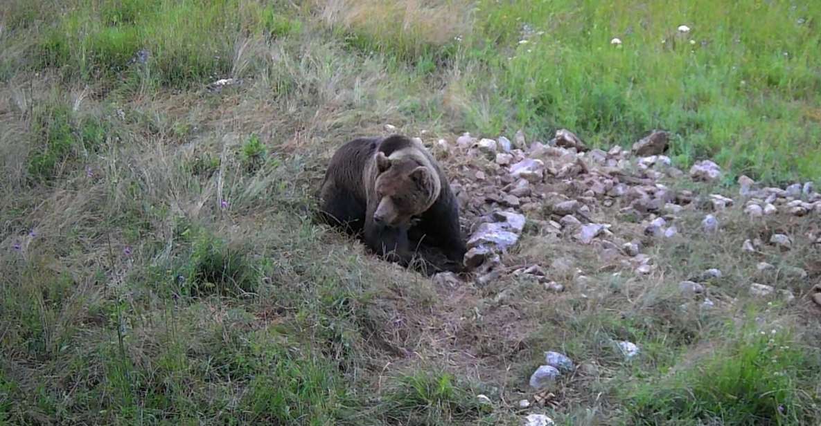 Bear Watching Slovenia With Ranger and Local Guide - Key Points