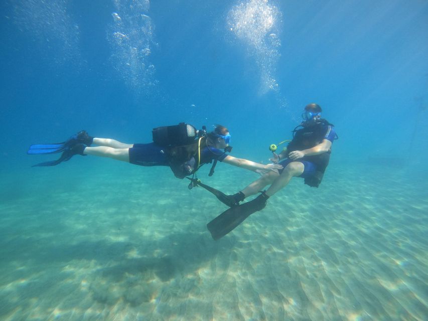 Beginner Scuba Dive With Scubapoint Tenerife in Turtle Area - Key Points