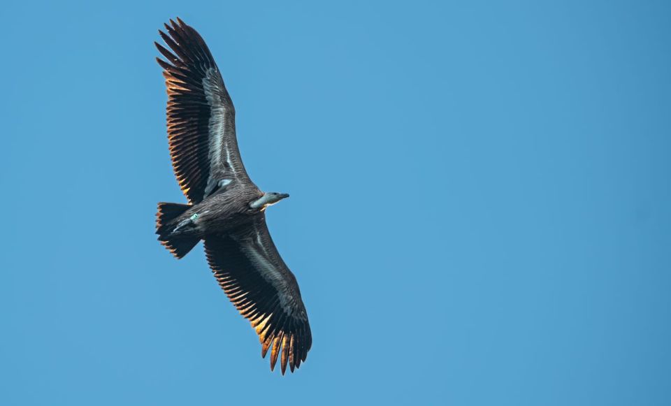 Beli - Griffon Vultures Bird Watching Boat Trip - Good To Know