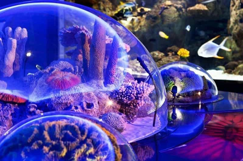 Best of Istanbul Aquarium Tour With Ticket & Hotel Transfer - Key Points