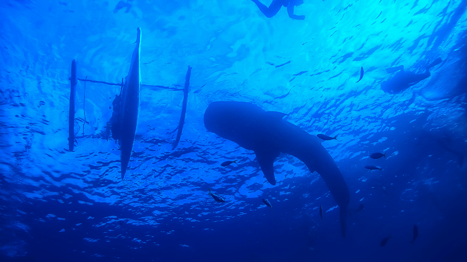 Bicol Philippines: Donsol Sorsogon Whale Shark Interaction - Sustainability and Community Engagement