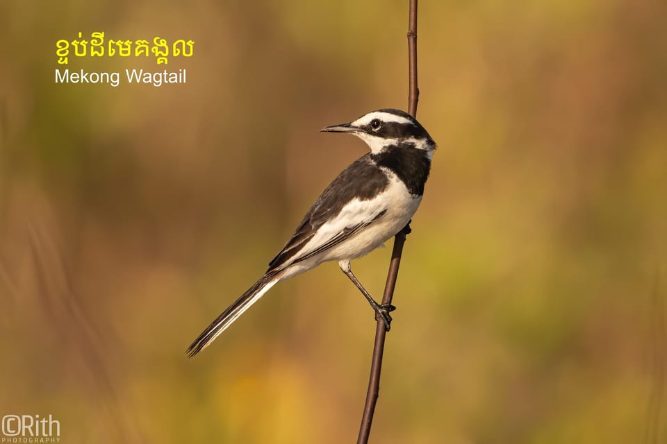 Bird Watching at Prek Toal Tonlé Sap Lake Biosphere Reserve - Good To Know