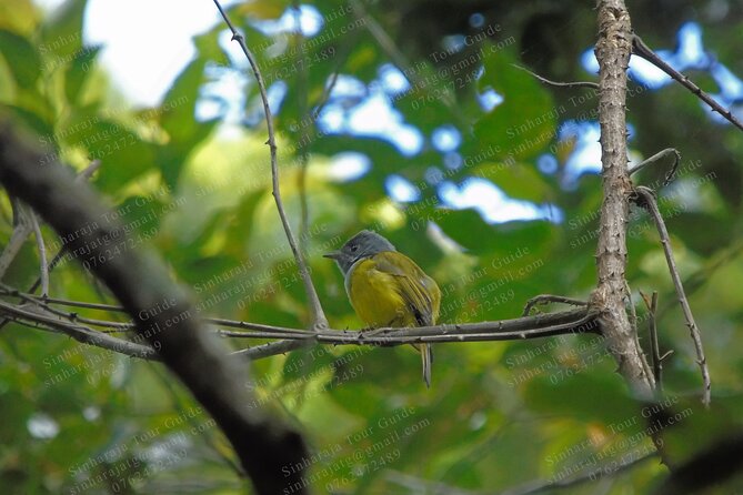 Bird Watching Tours in Sinharaja Rain Forest - Good To Know