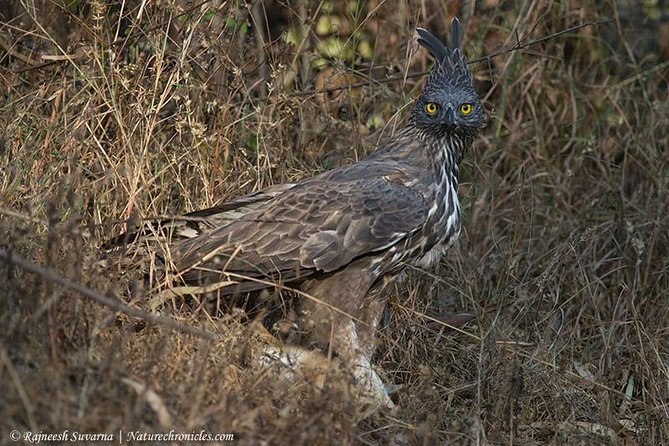 Birding & Bird Photography Tour in Bangalore - Good To Know