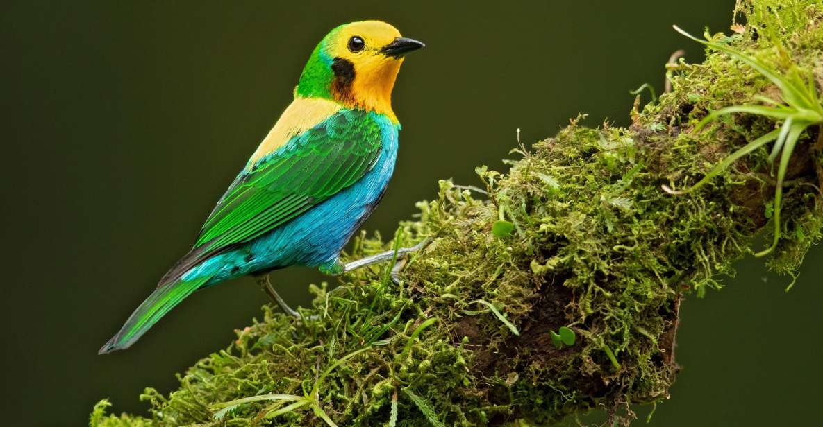 Birding Colombia: 8 Days of Birds Wonders in Valle Del Cauca - Key Points