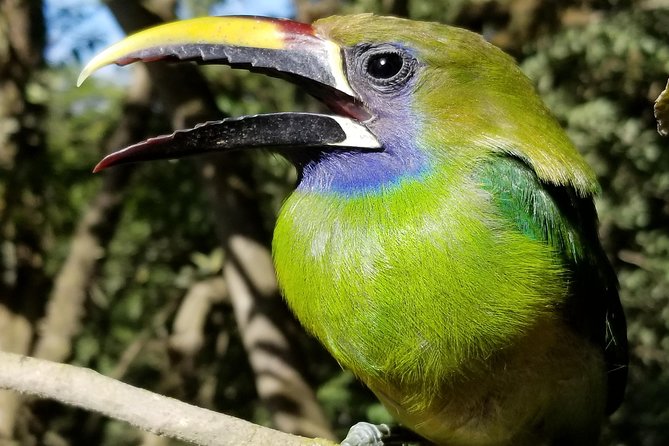 Birdwatching Curi Cancha Reserve With Transport (Entrance Fees NOT Included) - Overview of the Tour