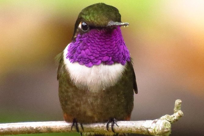 Birdwatching Day in Chingaza and Hummingbird Observatory - Good To Know