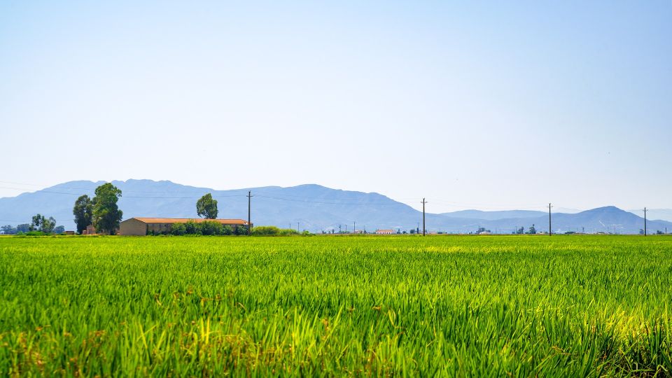 Birdwatching in the Ebro Delta - Key Points