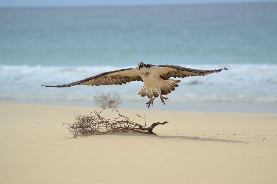 Boa Vista: Bird Watch Expedition in Natural Environment - Good To Know