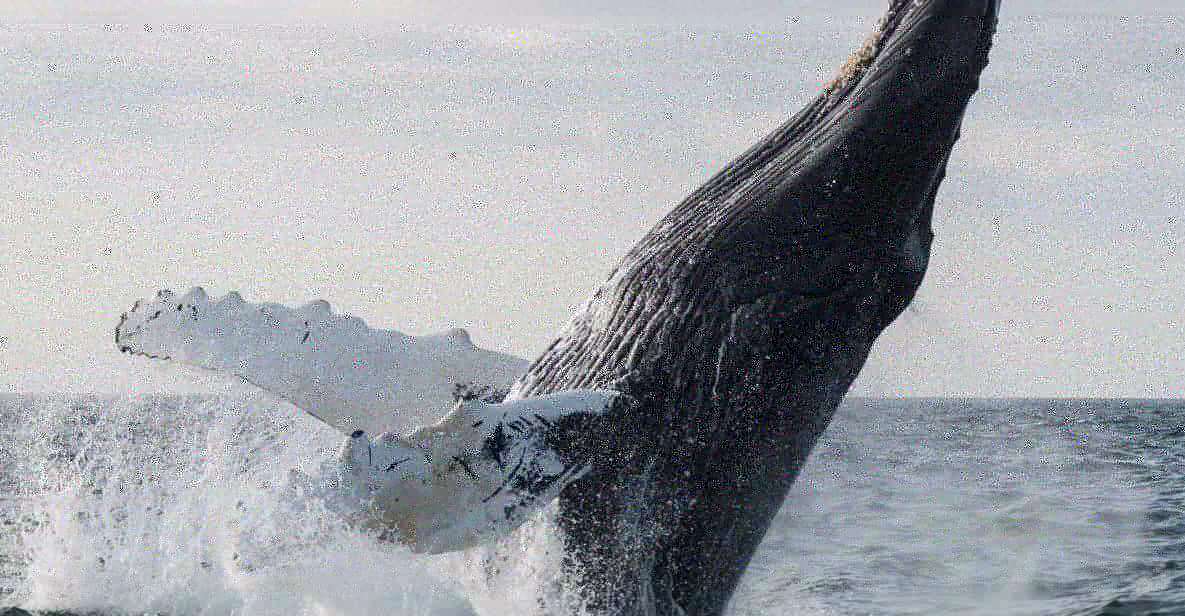 Boa Vista: Whale Watching Trip With Motoryacht - Good To Know