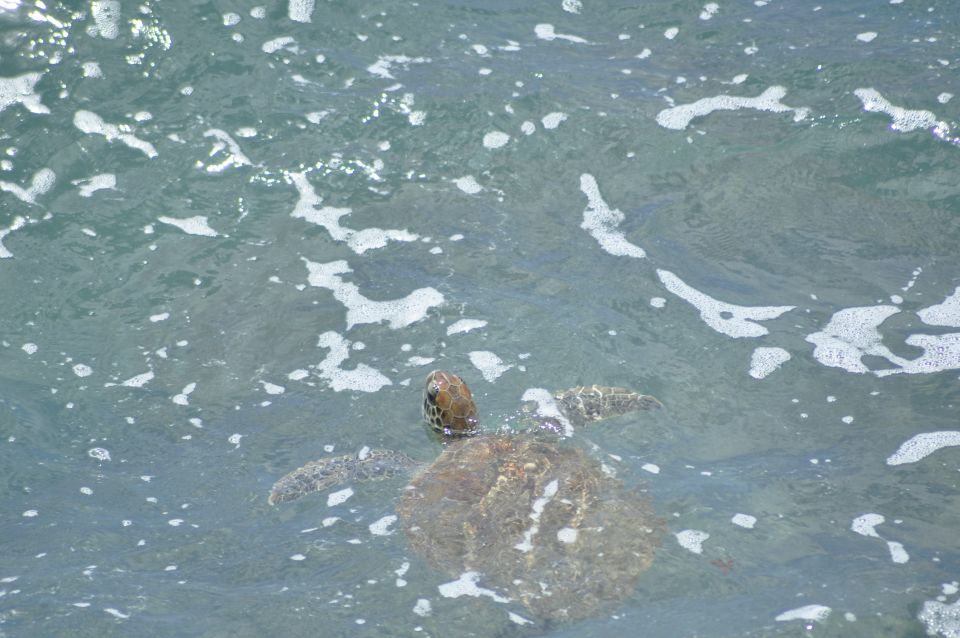 Boavista: Green Turtle & Shark Bay Sandboard Tour & Tasting - Good To Know