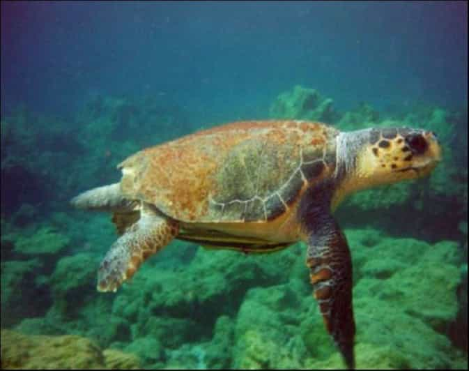 Bodrum to Dalyan Turtle Beach (Caunos) Guided Tour - Key Points