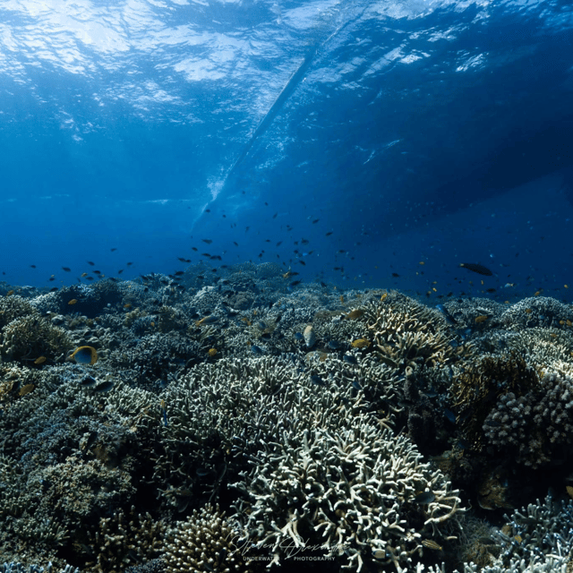 Bohol: Fun Dive Experience at Balicasag Island - Booking and Cancellation Details