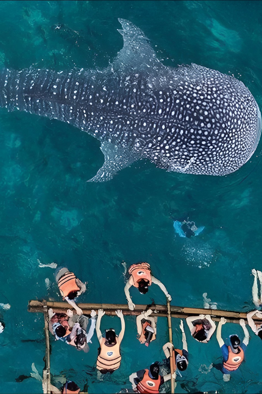 Bohol: Lila Whale Shark Watching - Key Points