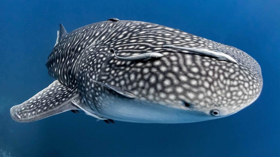 Bohol Whaleshark Experience - Key Points