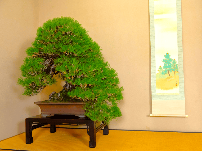 Bonsai City: Bonsai Tour & Experience at Bonsai Sanctuary - Overview of Bonsai City Experience