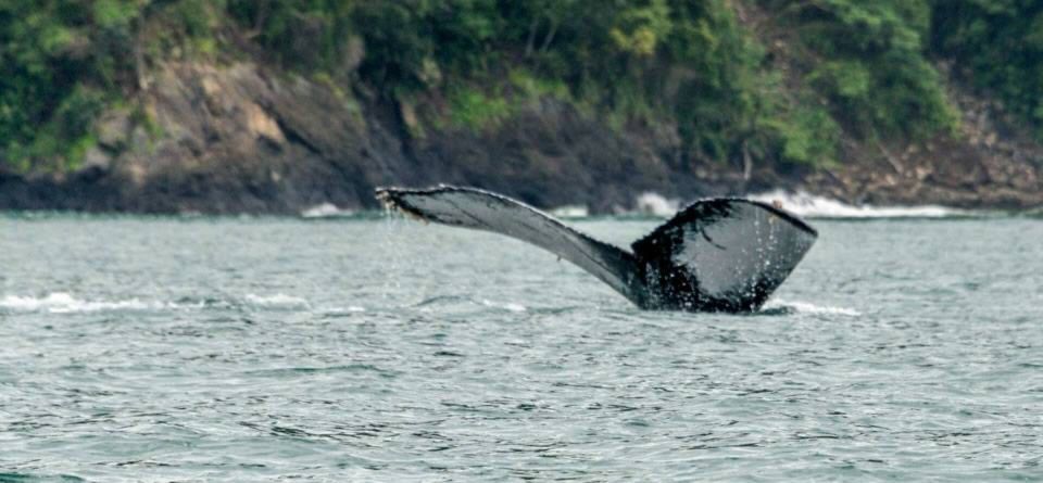 Buenaventura: Pacific Coast Whale Watching Tour - Key Points