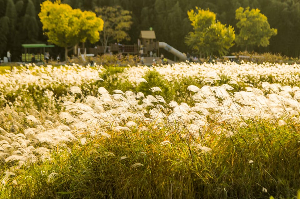 Busan: Ulsan Taehwa River Garden Autumn Foliage Day Tour - Key Points