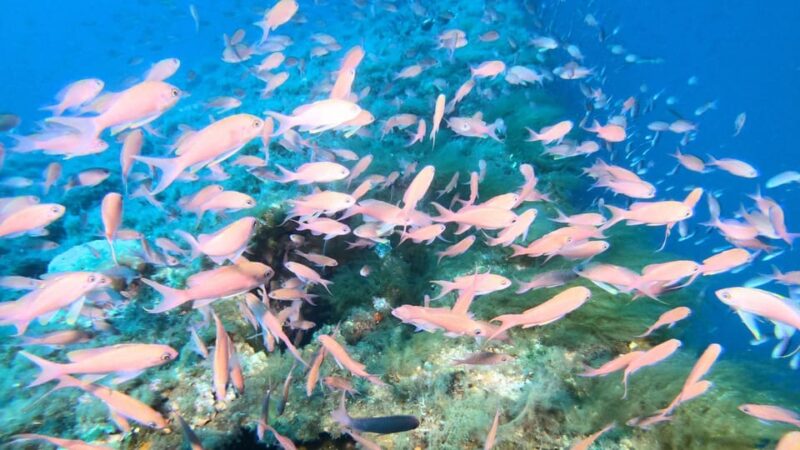 Cagliari: Diving in the Gulf of Angels - Key Points