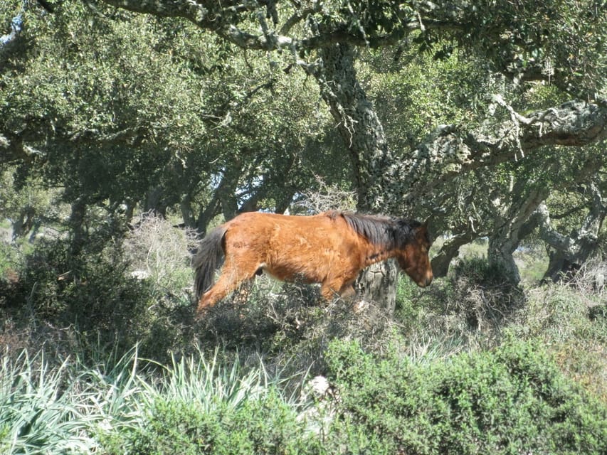 Cagliari: Su Nuraxi Barumini Unesco & Giara Horses 4h Tour - Key Points