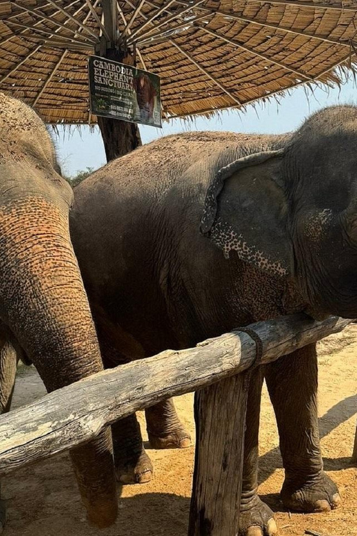 Cambodia Elephant Sanctuary and Banteay Srey Temple Tour - Good To Know