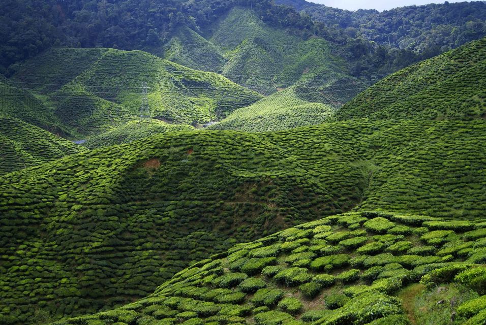 Cameron Highlands 1 Day Tour From Kuala Lumpur - Key Points