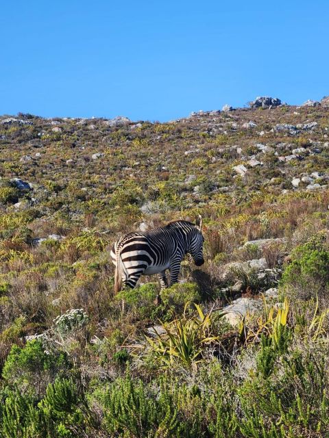 Cape of Good Hope & Penguins Private Tour - Good To Know