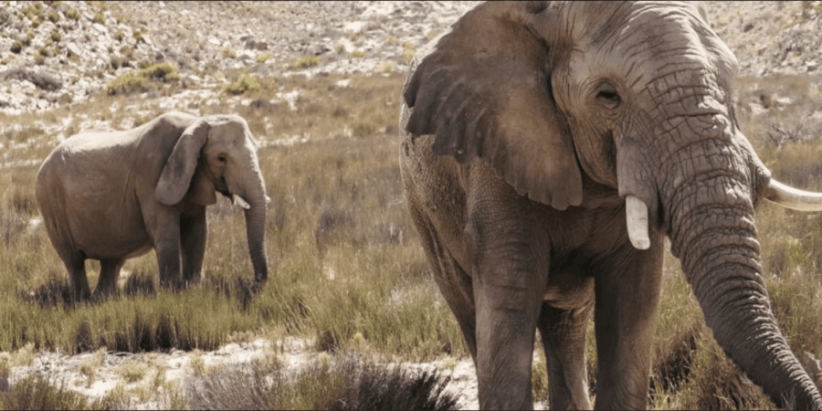 Cape Town : Aquilla Private Game Reserve Sunset Safari - Overview of the Sunset Safari