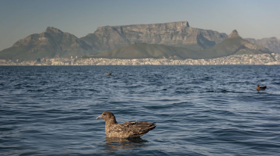 Cape Town: Marine Wildlife Tour From the V&A Waterfront - Good To Know