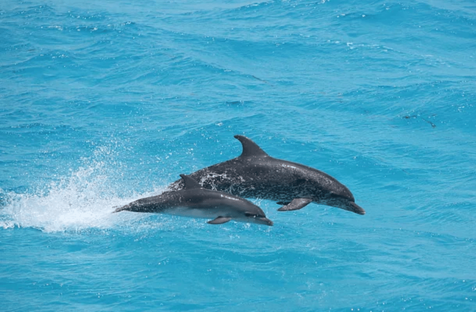 Captains Choice: Dolphin Watch Sunset Sail - Sunset Views and Dolphin Watching