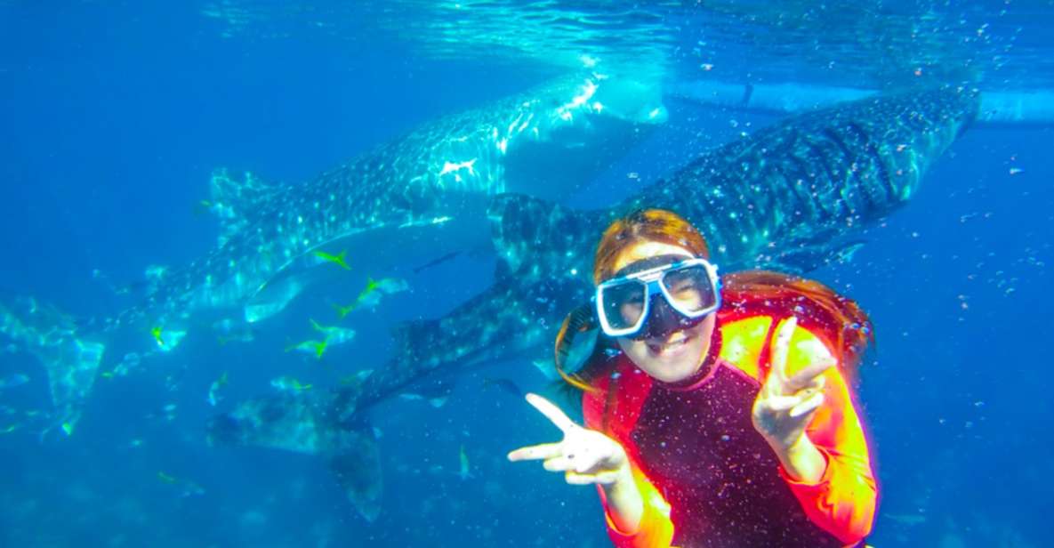 Cebu: Boat Day Trip With Whale Shark Swimming and Lunch - Key Points