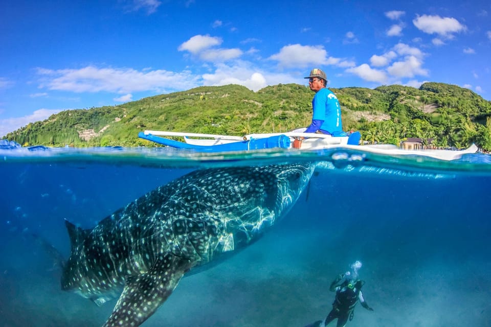 Cebu: Moalboal Sardine Run, Turtles & Oslob Whale Shark Tour - Key Points