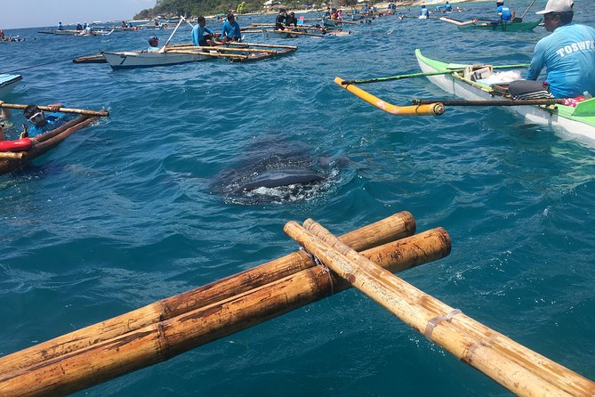 Cebu Oslob WhaleSharks, Aguinid Falls & Kawasan Main Falls (3in1) - Whale Shark Experience