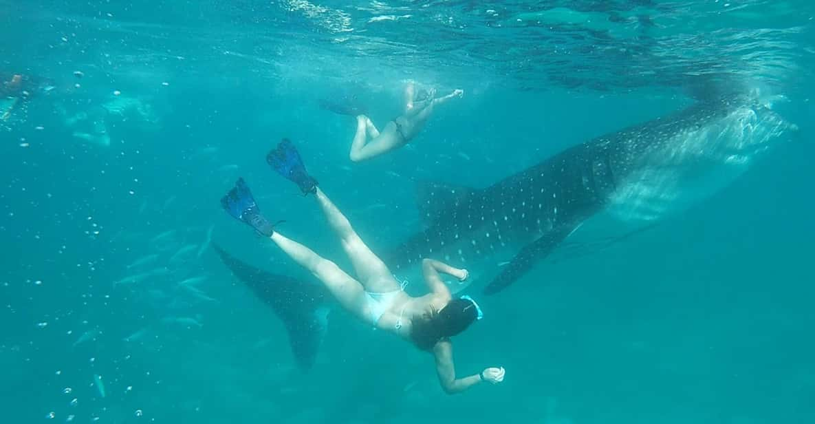 Cebu Shared Tour: Whaleshark Swimming & Kawasan Canyoneering - Key Points