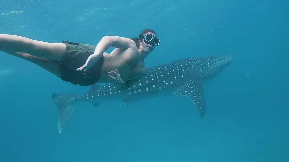 Cebu South-Whale Shark Swimming and Sardines Snorkeling Tour - Key Points