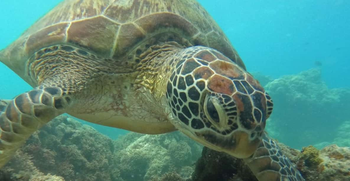 Cebu Tour: Moalboal+Canyoneering Shared/Joiner Tour - Tour Overview