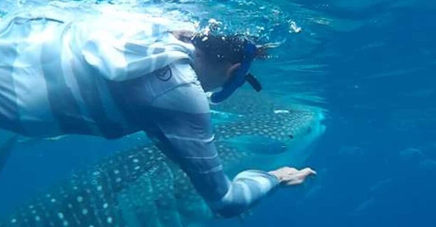 Cebu Tour: Oslob Joiners/Shared Tour