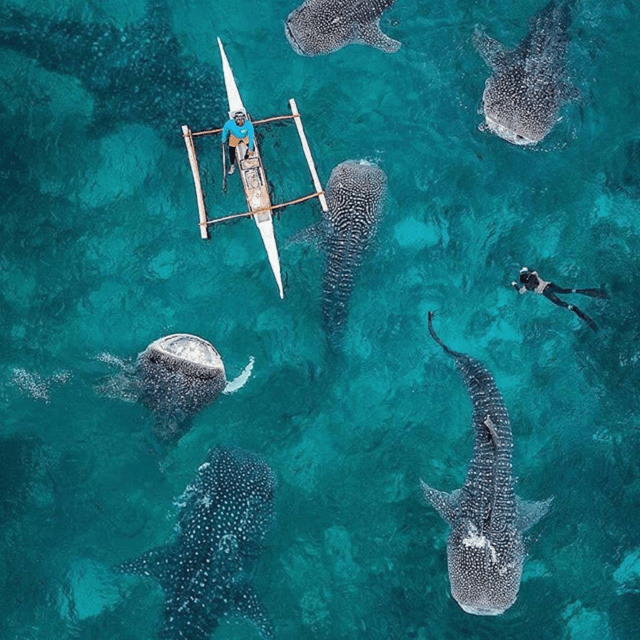 Cebu Tour: Oslob Joiners/Shared Tour - Key Points