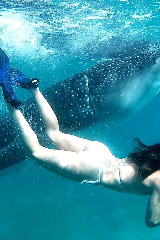 Cebu Whale Shark Encounter Simala Church & Ka Treasure Falls - Key Points