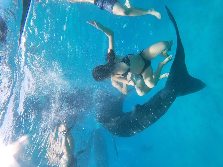 Cebu: Whale Shark, Moalboal Snorkeling Activity - Whale Shark Encounter